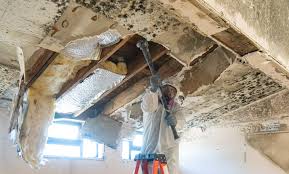 Mold Odor Removal Services in Eureka, KS